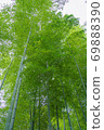 bamboo	 69888390