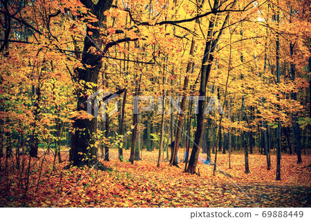 Vibrant foliage in autumn forest 69888449