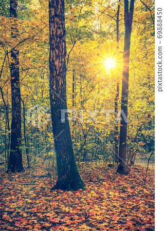 Bright autumn park at sunset 69888450