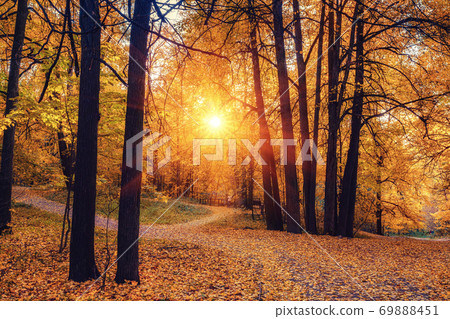 Vibrant sunny autumn in a park 69888451