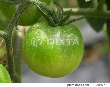 Immature Tomato 69889246