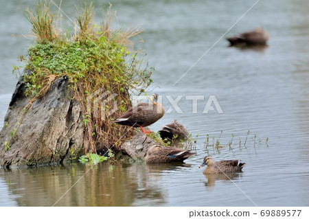 花嘴鴨(Anas poecilorhyncha)，別名斑嘴鴨、谷鴨、黃嘴尖鴨、火燎鴨，屬雁鴨科動物。 69889577