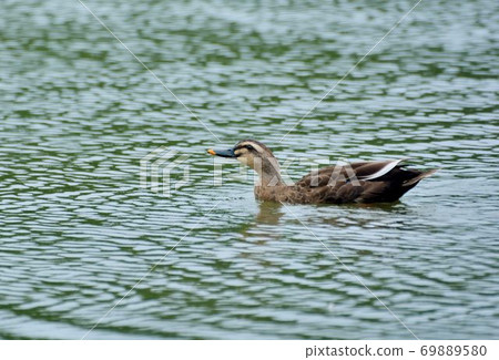 Anas poecilorhyncha (Anas poecilorhyncha), also known as spot-billed duck, valley duck, yellow-billed duck, and fire duck, is an anatidae. 69889580