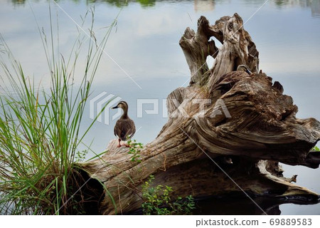花嘴鴨(Anas poecilorhyncha)，別名斑嘴鴨、谷鴨、黃嘴尖鴨、火燎鴨，屬雁鴨科動物。 69889583
