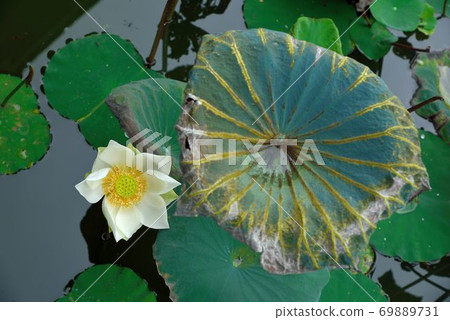 Lotus (Nelumbo nucifera) 69889731