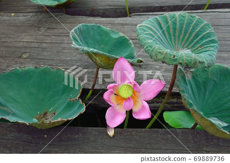 Lotus (Nelumbo nucifera) 69889736