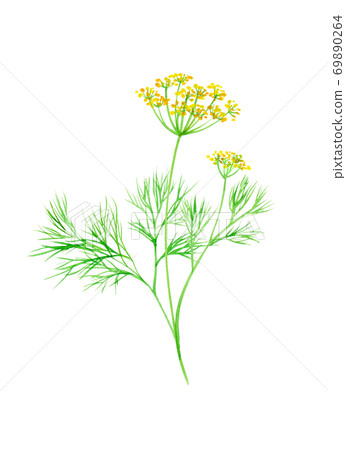 Herbs: watercolor illustration of dill Herbs: watercolor illustration of dill 69890264