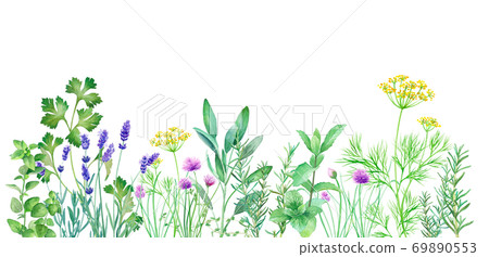Watercolor illustration of herb garden. Dill, daisies, mint, rosemary, chives, thyme, etc.) 69890553