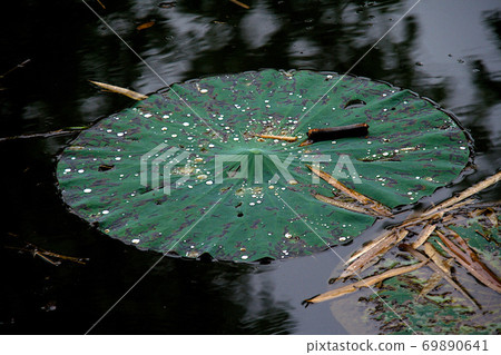 Floating Lotus Leaf in Pond 69890641