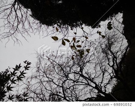 Monotone no autumn leaves Monotone no autumn leaves 69891032