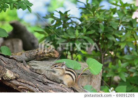 花栗鼠 69891205