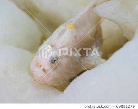 underwater, sponge, fish 69891279