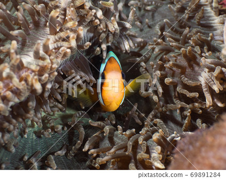 anemonefish, underwater, fish 69891284
