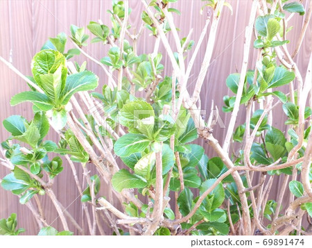 Hydrangea sprout Hydrangea sprout 69891474