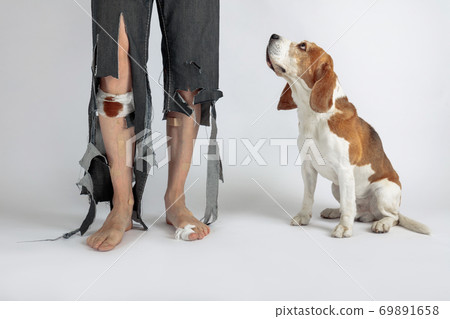 Beagle and his owner in torn pants and bitten feet. Beagle and his owner in torn pants and bitten feet. 69891658