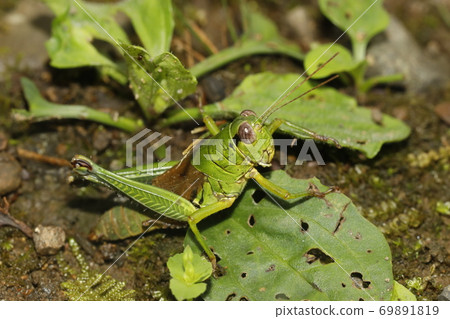 Female Melanoplinae 69891819