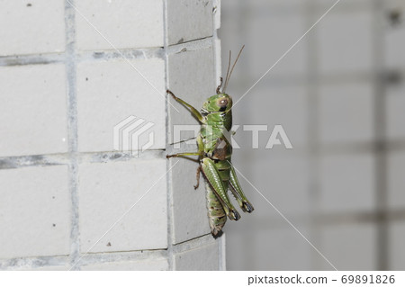 Female Melanoplinae Female Melanoplinae 69891826