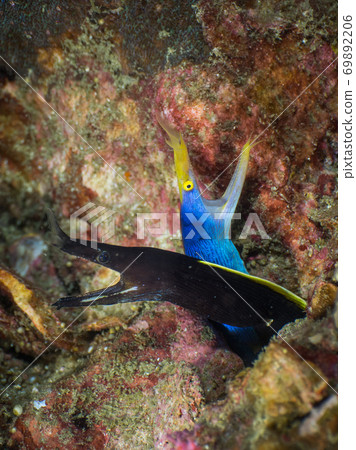 moray, underwater, fish 69892206