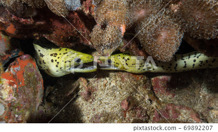 moray, underwater, fish 69892207