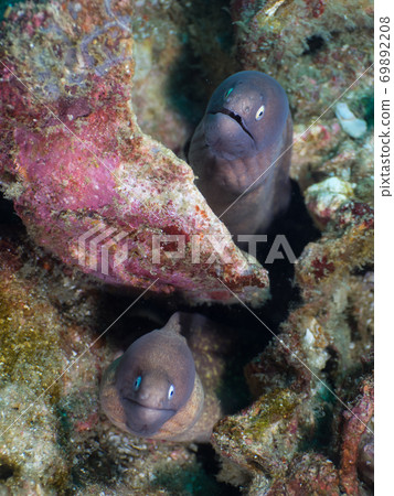 moray, underwater, fish 69892208