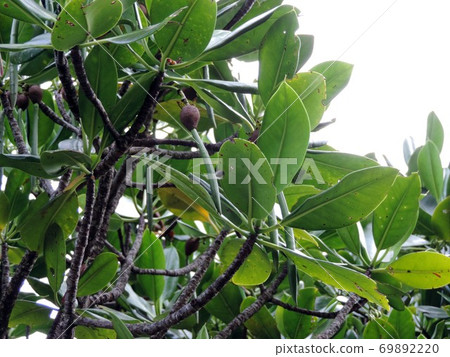 Embryonic seeds of Loop-root mangrove 69892220