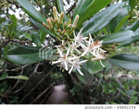 Flowers Flowers 69892254