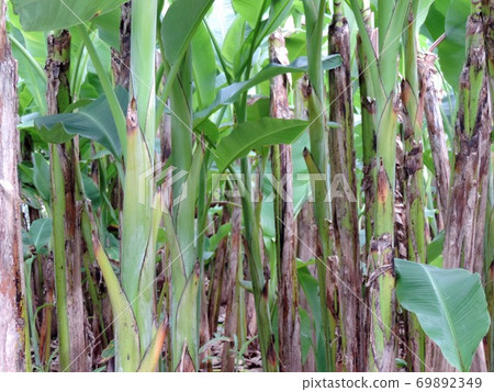 Ryukyu thread Basho stalk Ryukyu thread Basho stalk 69892349