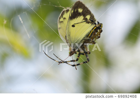 長紀甘菊抓到的Monkicho 69892408