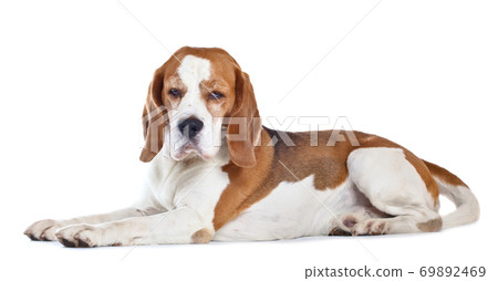 beagle  isolated on white 69892469