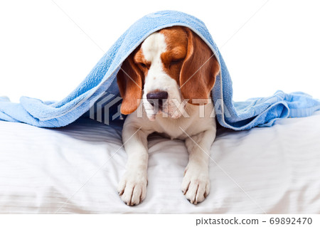 Very much sick dog  on  white background 69892470