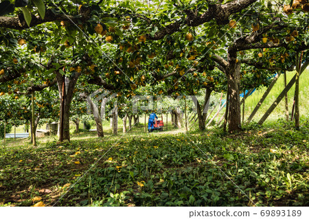在收穫季節收穫在梨園裡裝在袋子裡的梨 69893189