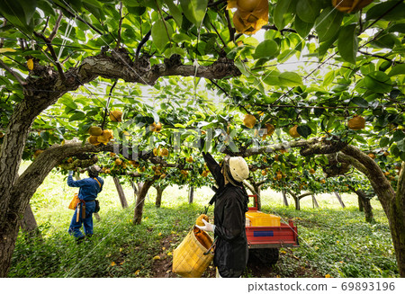 在收穫季節收穫在梨園裡裝在袋子裡的梨 在收穫季節收穫在梨園裡裝在袋子裡的梨 69893196