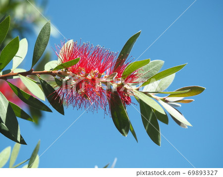 Callistemon with a unique shape 69893327