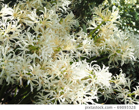 A group of white flower bamboo shoots 69893328