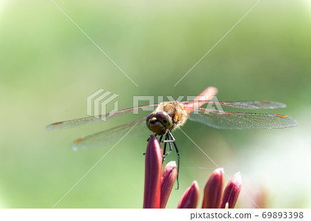 Red dragonfly Red dragonfly 69893398