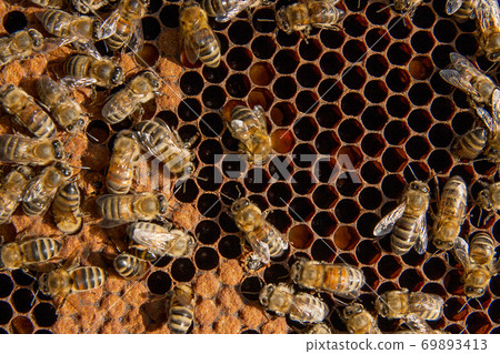Busy bees inside hive with sealed cells for their young. 69893413