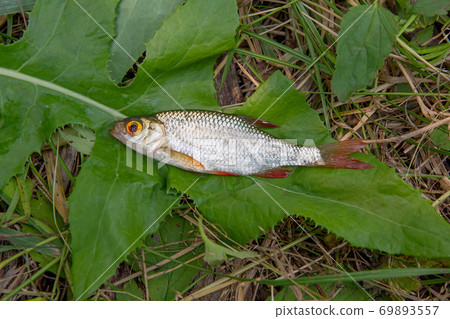 Several common rudd fish on natural background. 69893557