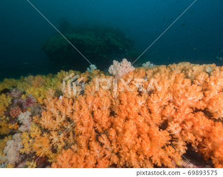 underwater, coral, sea 69893575
