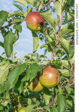 Shiny delicious apples hanging from a tree branch in an apple orchard. 69893587
