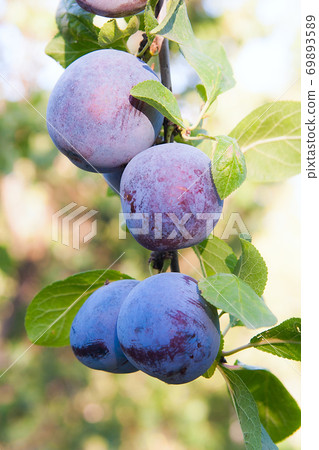 Close up of the plum tree branch with ripe juicy fruits on sunset light. 69893589