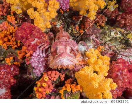 underwater, fish, scorpion fish 69893591