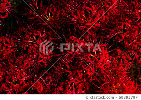 Cluster amaryllis 69893797