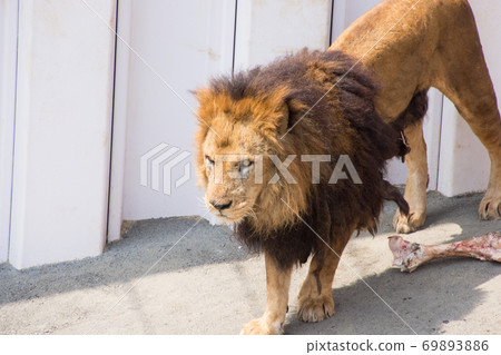 Male Lion Male Lion 69893886
