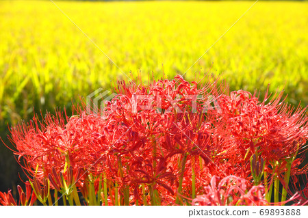 Amatohana and rice Amatohana and rice 69893888