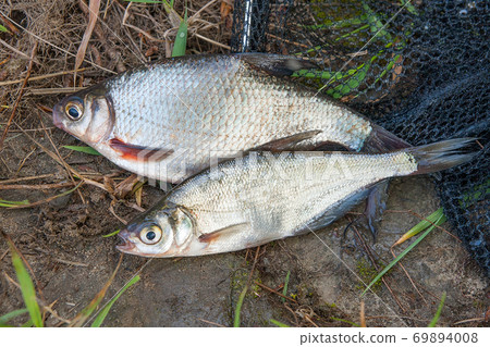 Several freshwater fish Several freshwater fish 69894008