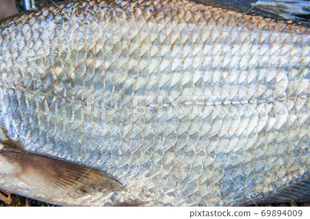 Close up view of common bream fish just taken from the water. Common bream fish scales as natural background.. Close up view of common bream fish just taken from the water. Common bream fish scales as natural background.. 69894009