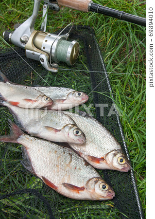 Pile of the white bream or silver fish and white-eye bream on the natural background. . Pile of the white bream or silver fish and white-eye bream on the natural background. . 69894010
