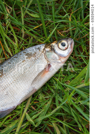 Single freshwater fish zope or the blue bream on black fishing net.. 69894014