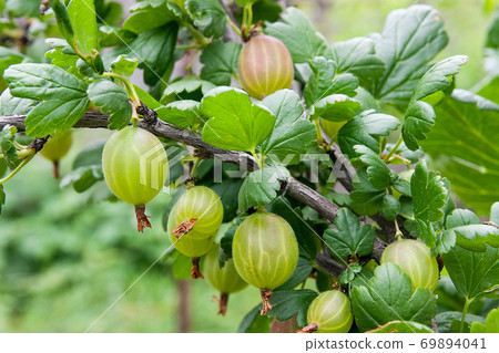 Branch of gooseberry with green berries and leaves in the garden.. 69894041