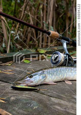 Freshwater pike with fishing bait in mouth and fishing equipment lies on wooden background.. 69894122